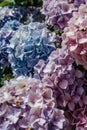 Blooming pink and purple Hydrangea flowers,Hydrangea macrophylla. Fresh summer flowers in garden. Colorful bush of hortensia. Royalty Free Stock Photo