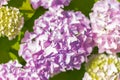 Blooming pink and purple Hydrangea flowers. Summer flowers in the garden. Colorful bush of hortensia. Closeup of Hortensia flower Royalty Free Stock Photo