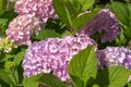 Blooming pink and purple Hydrangea flowers. Summer flowers in the garden. Colorful bush of hortensia. Closeup of Hortensia flower Royalty Free Stock Photo