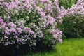 Blooming pink purple lilac flower bush in garden Royalty Free Stock Photo