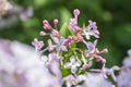 Blooming pink purple lilac flower bush in garden Royalty Free Stock Photo