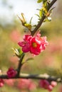 Blooming pink quince flowers against the background of the spring garden. Royalty Free Stock Photo