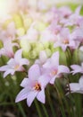 Blooming Pink Rain Lilies