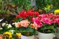 Blooming pink and red azalea potted, plant home decoration concept