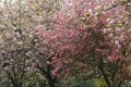 Blooming pink and red Japanese flowering crab apple and cherry blossom trees in spring blooming park Royalty Free Stock Photo