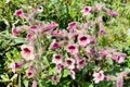 Blooming pink Rehmannia glutinosa Di Huang flowers in the wild field Royalty Free Stock Photo