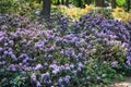 Blooming Pink Rhododendron fastuosum flore pleno species in Babites botanical garden, Latvia