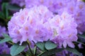 Blooming Pink Rhododendron fastuosum flore pleno species in Babites botanical garden, Latvia