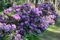 Blooming Pink Rhododendron fastuosum flore pleno species in Babites botanical garden, Latvia