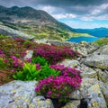 Blooming pink rhododendron flowers and Bucura lake, Retezat mountains, Romania Royalty Free Stock Photo