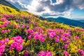 Blooming pink rhododendron flowers on Chornogora range.