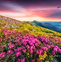 Blooming pink rhododendron flowers on Chornogora ridge.