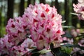 Blooming Pink Rhododendron Hachmann`s Charmant species in Babites botanical  garden, Latvia Royalty Free Stock Photo