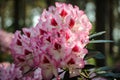 Blooming Pink Rhododendron Hachmann`s Charmant species in Babites botanical  garden, Latvia Royalty Free Stock Photo