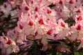 Blooming Pink Rhododendron Hachmann`s Charmant species in Babites botanical  garden, Latvia Royalty Free Stock Photo