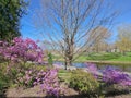 Blooming pink rhododendrons near the Riga city canal, Latvia Royalty Free Stock Photo