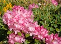 Blooming pink rhododentron Royalty Free Stock Photo