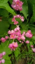 The blooming pink ronce flowers were shaped like scorpions