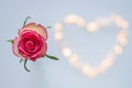Blooming pink rose on colorful love shape bokeh lights Royalty Free Stock Photo