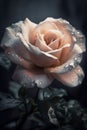 blooming pink rose in dew drops close up Royalty Free Stock Photo