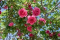 Blooming Pink rose flowers in a sunny spring day Royalty Free Stock Photo