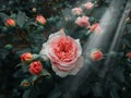 Blooming Pink rose flowers and rays of light. Dreamy landscape toned in dark tones and shades Royalty Free Stock Photo