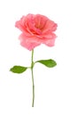 A blooming pink rose with green leaves, isolate on a white background Royalty Free Stock Photo