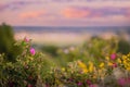 Blooming pink rose hips on nature sunset background, outdoors Royalty Free Stock Photo