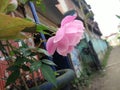 Blooming pink rose at Raha in Assam, India
