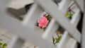 Blooming pink rose visible through wooden trellis, city square background Royalty Free Stock Photo