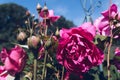 Blooming vintage pink roses on sunny day