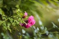 Blooming pink roses in garden, summer time in Poland. Royalty Free Stock Photo