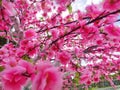 blooming pink sakura flowers with sky background Royalty Free Stock Photo