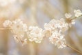 Blooming pink sakura tree crown in spring. White flowers of blossoming sakura