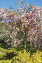 Blooming pink Sakura tree in the garden Royalty Free Stock Photo