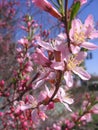 Blooming pink shrub Siberian almond opened fragrant petals spring