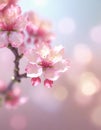 Blooming pink spring blossoms detail on cherry tree branch wallpaper Royalty Free Stock Photo