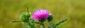 Blooming pink thistle flower in a meadow on a sunny day