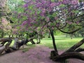 Blooming pink tree Cercis siliquastrum in Varna city park