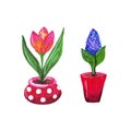 Blooming pink tulip in a beautiful polka dot flowerpot. Blooming blue crocus in a bright red flowerpot.