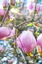 Magnolia tree in bloossom. Royalty Free Stock Photo