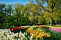 Blooming tulips flowerbeds in Keukenhof flower garden, Netherlan Royalty Free Stock Photo