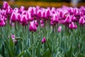 Blooming pink tulips and butterfly Royalty Free Stock Photo