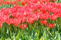 Blooming pink tulips Royalty Free Stock Photo