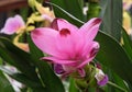 Blooming Turmeric or Siamese Tulip Latin - Curcuma alismatifolia