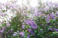 Blooming pink violet lilac bush at spring time with sunlight. Blossoming purple and violet lilac flowers. Spring season, nature Royalty Free Stock Photo