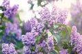 Blooming pink violet lilac bush at spring time with sunlight. Blossoming purple and violet lilac flowers. Spring season, nature Royalty Free Stock Photo