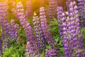 Blooming pink violet lupine wild flowers close up in sunlight. Floral background Royalty Free Stock Photo