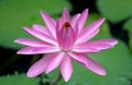Blooming Pink Water Lily Flower Royalty Free Stock Photo