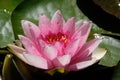 Blooming pink water lily flower Royalty Free Stock Photo